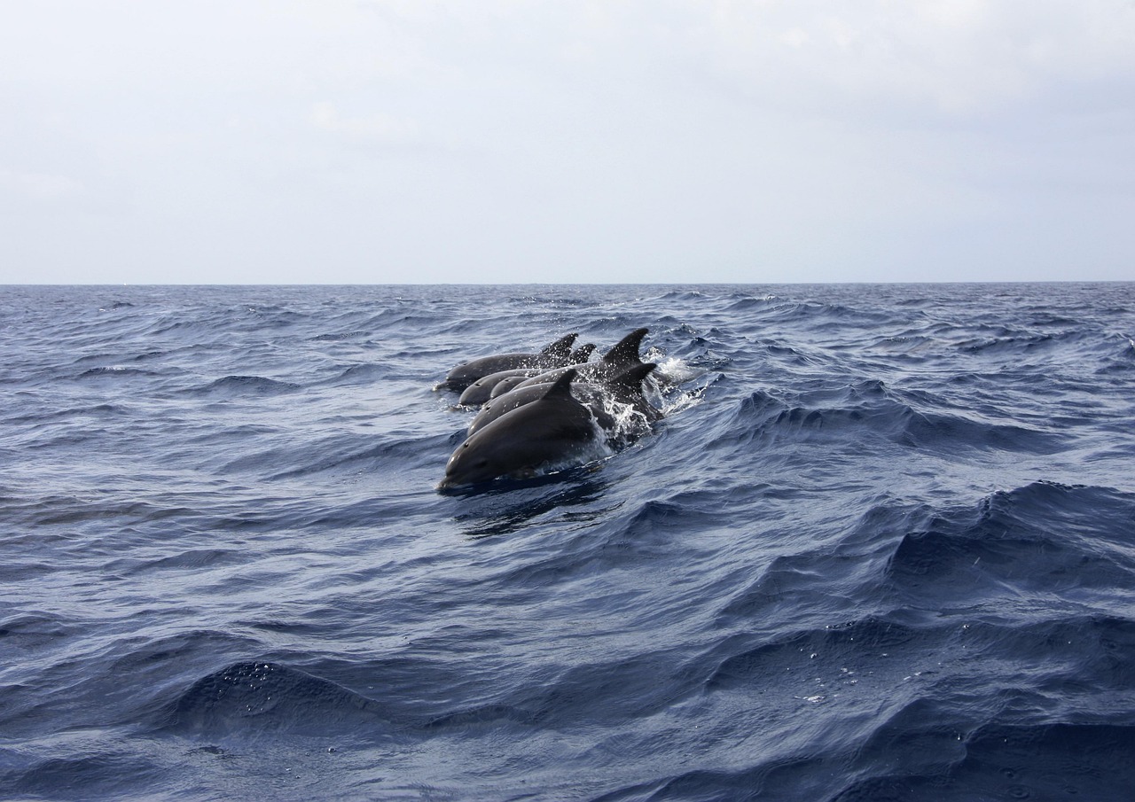 Russlands neue Waffe: Delfine werden für Krieg missbraucht