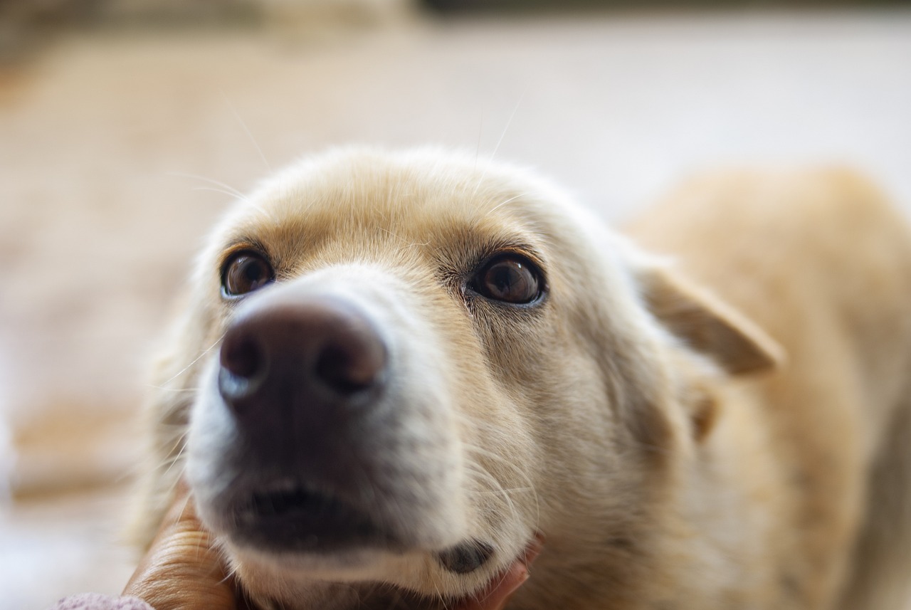 Salmonellenbelastung: Großer Hundefutterhersteller startet bundesweiten Rückruf