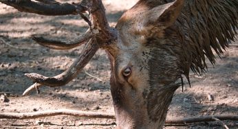 Tödliche “Zombie-Hirsch-Krankheit” auf Menschen übergesprungen