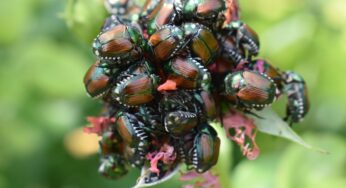 Gefährliche Plage erreicht Deutschland – Bundesministerium mahnt Bürger zur höchsten Wachsamkeit