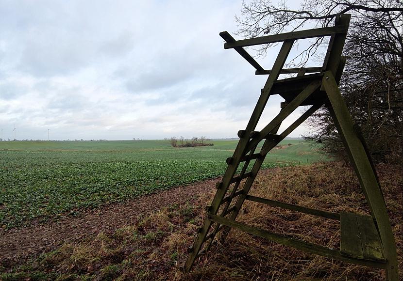 Entwurf für neues Jagdrecht sieht hartes Vorgehen gegen Wölfe vor
