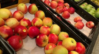 Zahl ehrenamtlicher Helfer bei Lebensmitteltafeln auf Rekordhoch