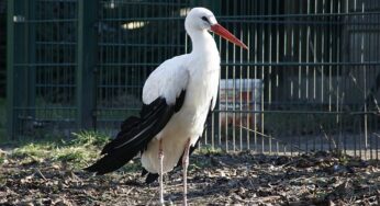 NRW-Umweltminister in Sorge um Störche