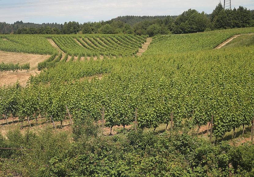 Bauernpräsident Rukwied: „Weinbau ist in der größten Krise“