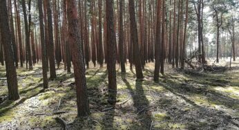 Forscher pochen auf zügige CO2-Entnahme aus der Atmosphäre