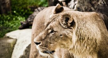 Brutaler Tod im Löwengehege: Zoobesucher müssen Blutbad hilflos mitansehen