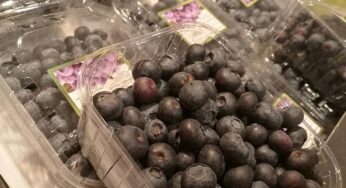 Strauchbeerenernte 2025 um gut 23 Prozent gestiegen