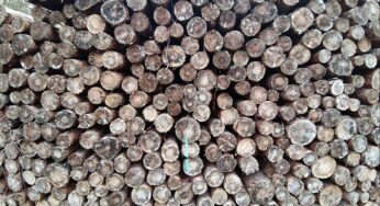 Deutschland legt Vorschläge zur EU-Entwaldungsverordnung vor