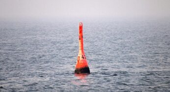 Mehrheit sorgt sich um den Wal in der Ostsee