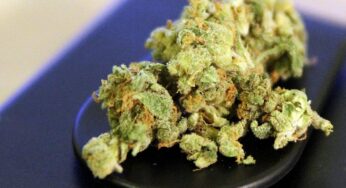 Rekordmenge an Cannabis beschlagnahmt