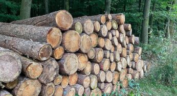 Holzeinschlag deutlich gesunken – Schadholzaufkommen halbiert
