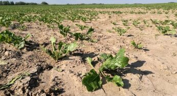 Bauernverband warnt vor Ernteausfällen