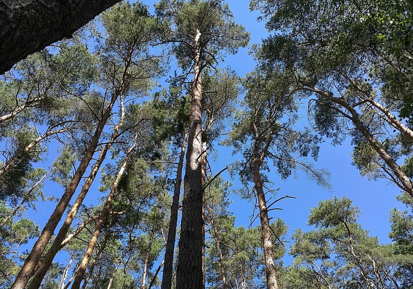 Mai 2026 war zu warm und sehr sonnig