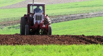 Sojabohnen-Anbaufläche in Deutschland seit 2016 mehr als verdoppelt
