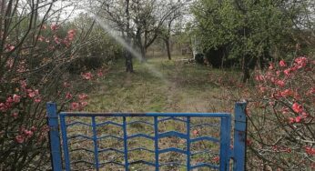 Klimaschutz: Kleingärtnerverband will Förderung vom Bund