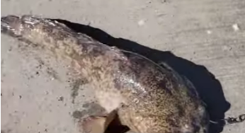 Gefährlicher Fisch nistet sich im Mittelmeer ein