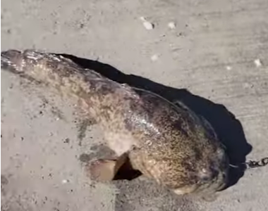 Gefährlicher Fisch nistet sich im Mittelmeer ein