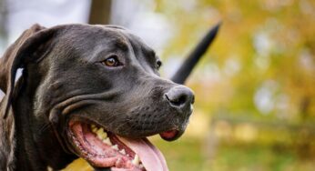 Mitten in Deutschland: Mädchen (4) von Hund zerfleischt