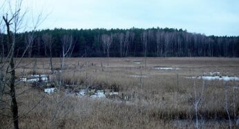 Studie: Wasserstand bestimmt CO2-Reaktion von Mooren auf Wärme
