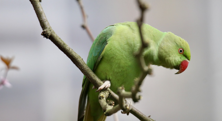 Aggressiver Papagei reduziert einheimischen Vogelbestand