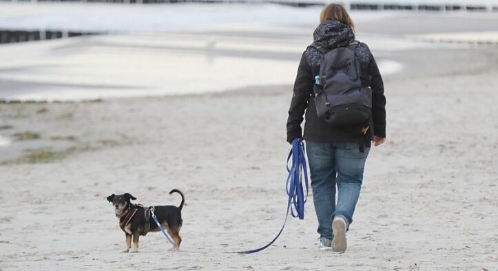 Einnahmen aus Hundesteuer stagnieren auf hohem Niveau