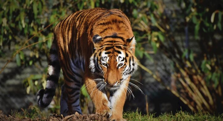 Brutaler Tod im Tigergehege: Zoobesucher müssen alles hilflos mitansehen